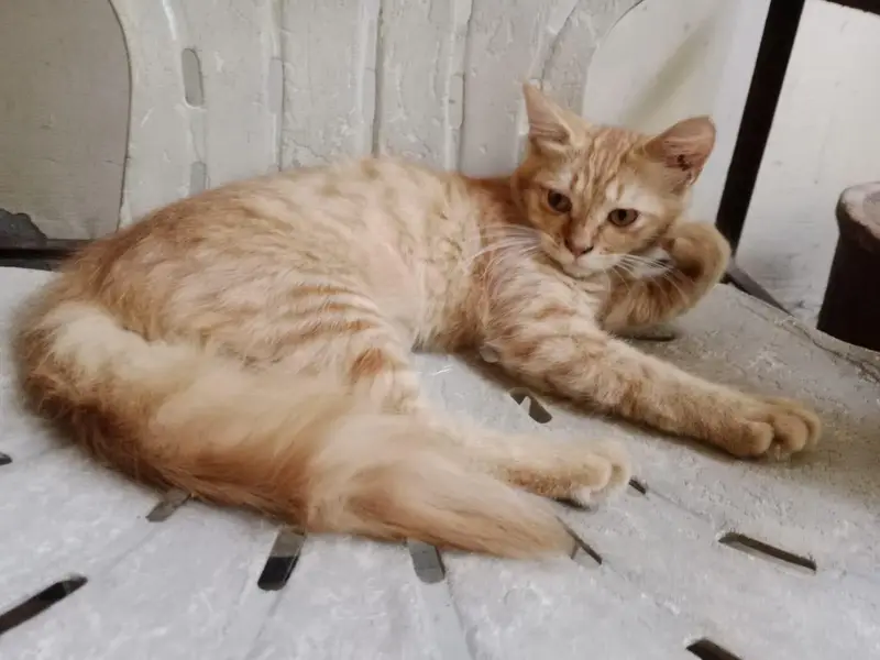 Persian female kitten — photo 2