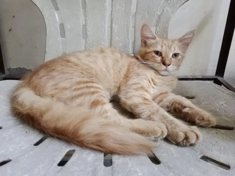 Persian female kitten — photo 3