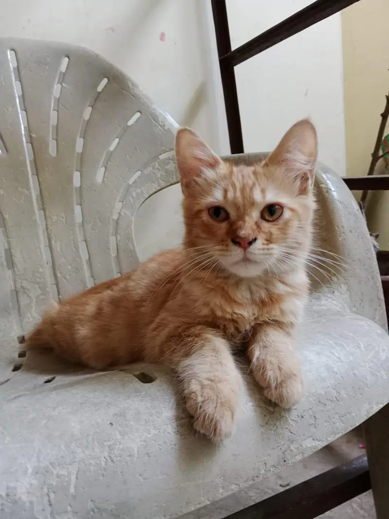 Persian female kitten — photo 4