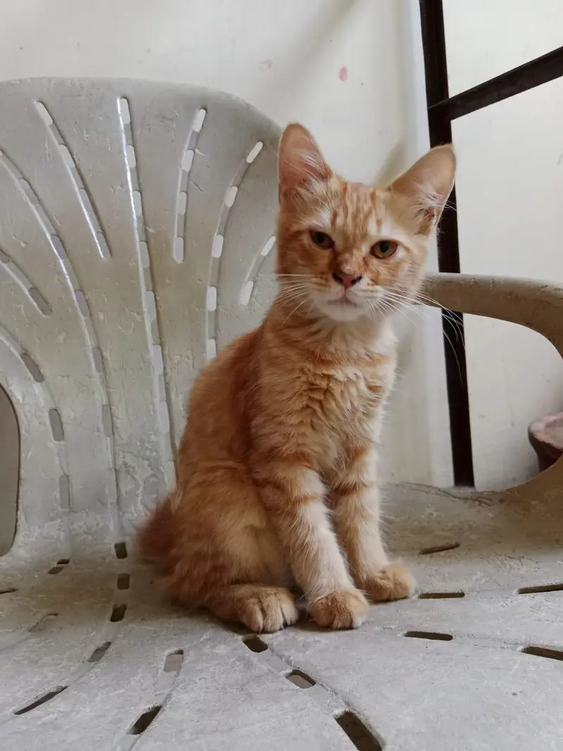 Persian female kitten — photo 5