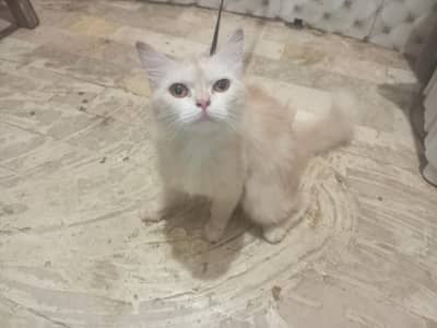 cat for sell