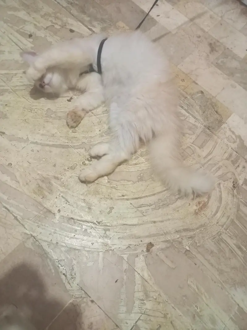 cat for sell — photo 2