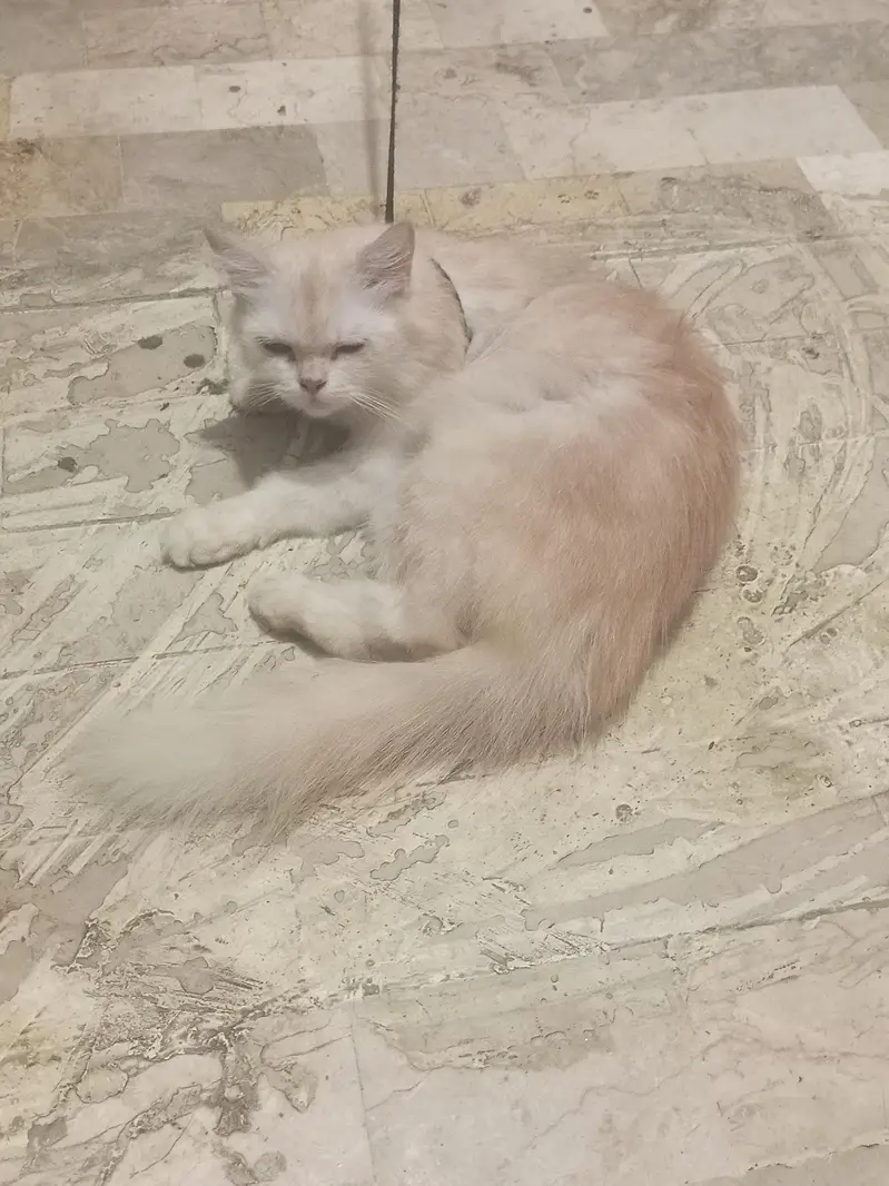 cat for sell — photo 3