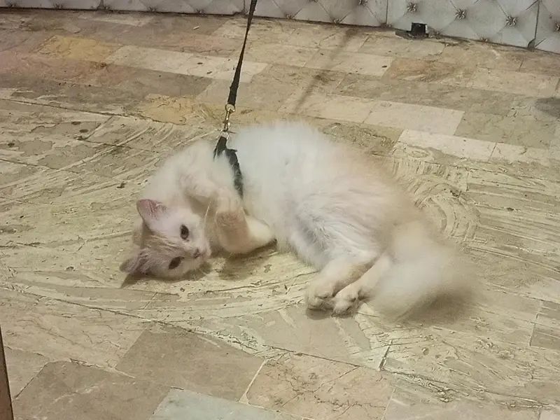 cat for sell — photo 4
