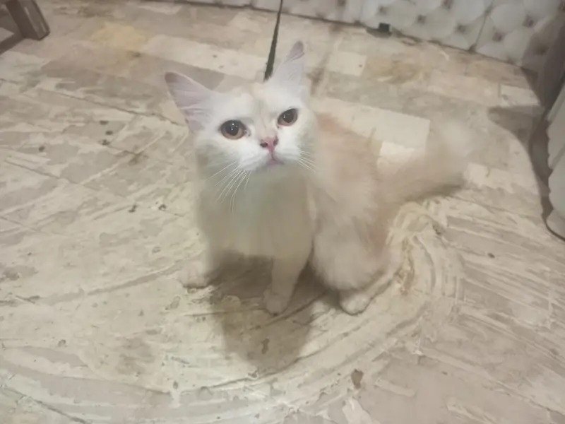 cat for sell — photo 5