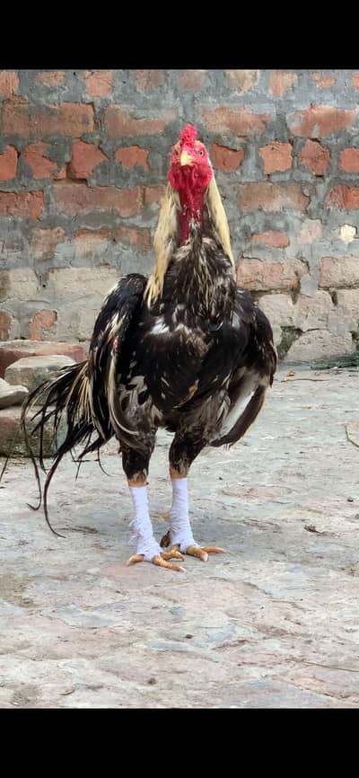 Arjunt sale