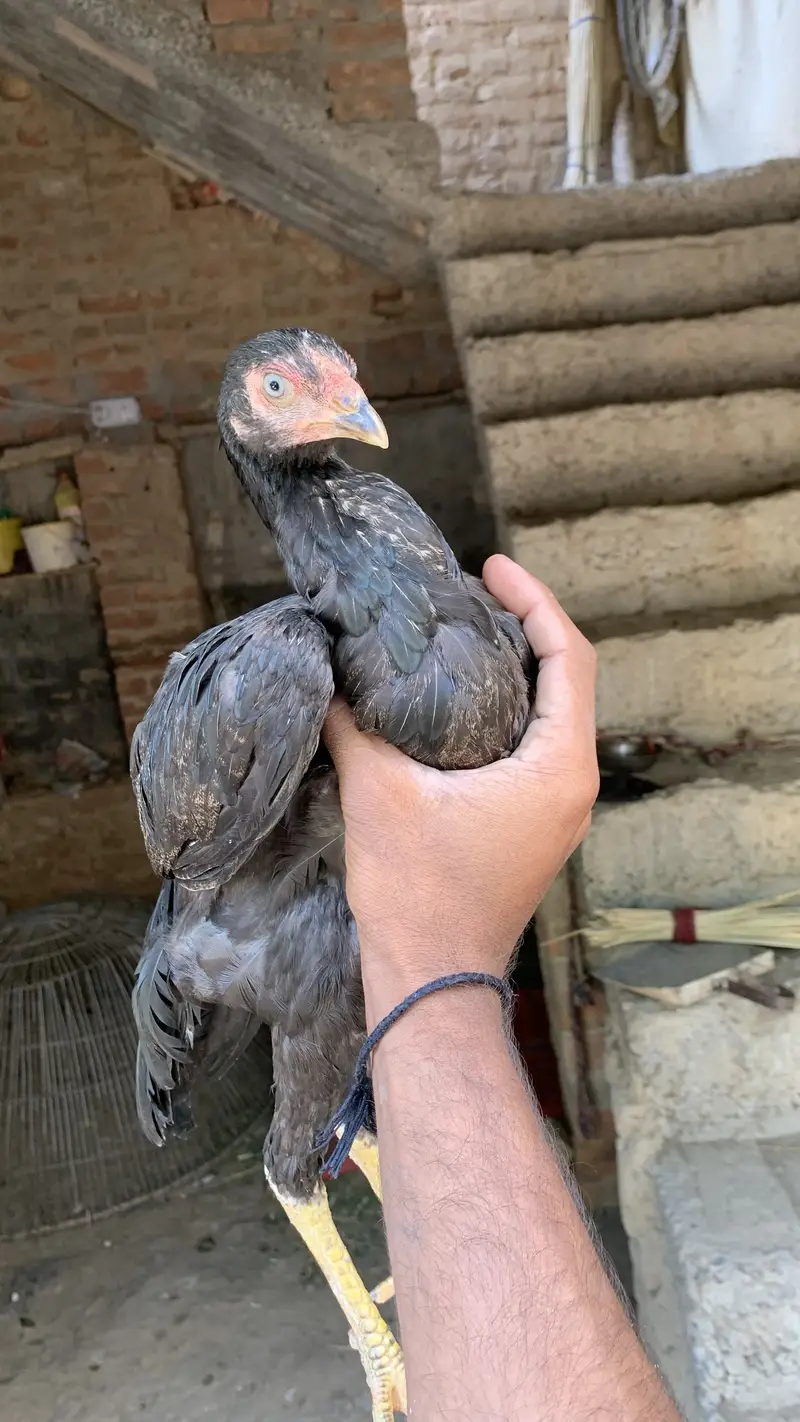 Arjunt sale — photo 4