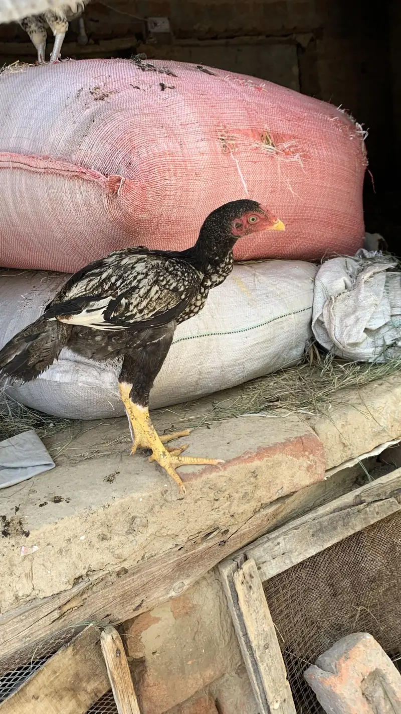 Arjunt sale — photo 5