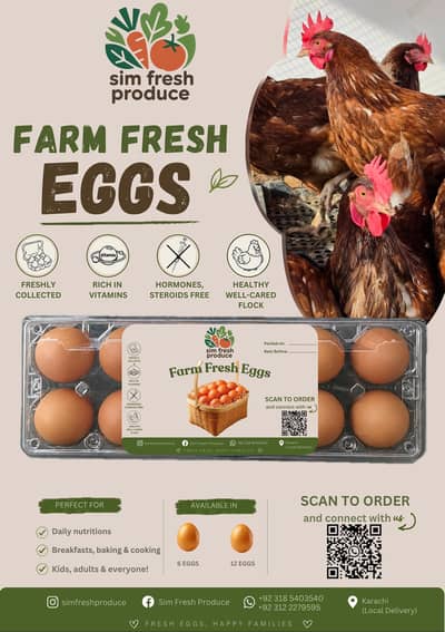 Lohmann Brown eggs | White layer eggs