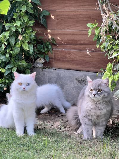 Grey male long coated age 9months