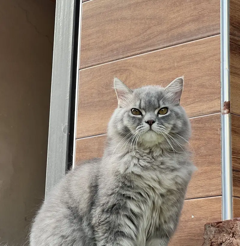 Grey male long coated age 9months — photo 3