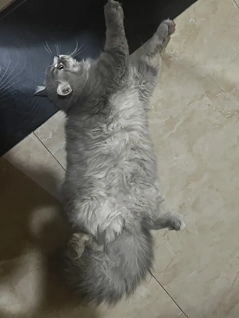 Grey male long coated age 9months — photo 5