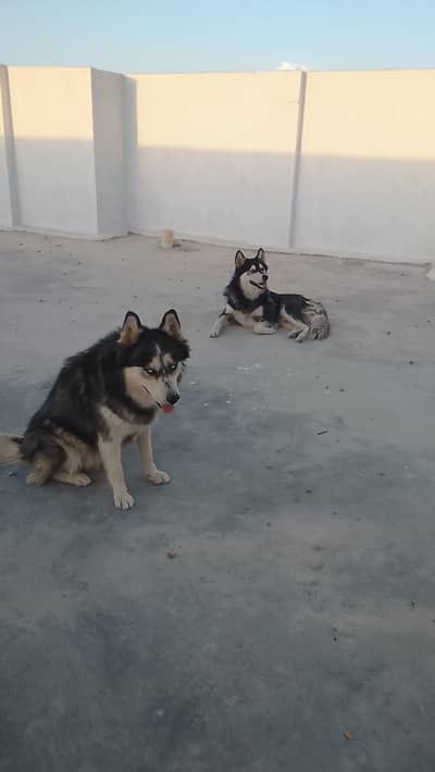 Siberian husky for sale