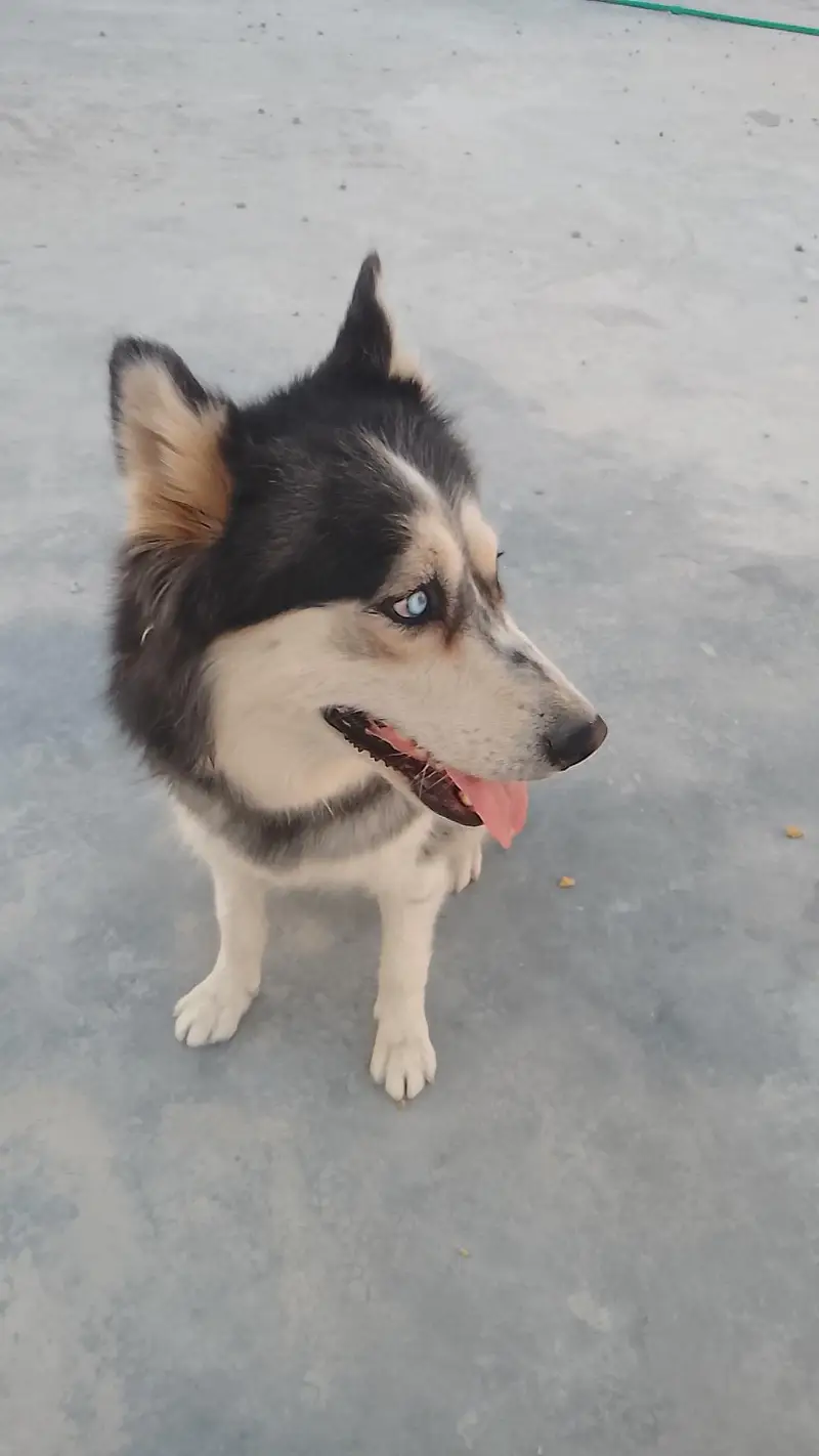 Siberian husky for sale — photo 2