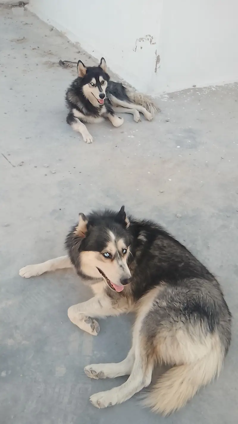 Siberian husky for sale — photo 3