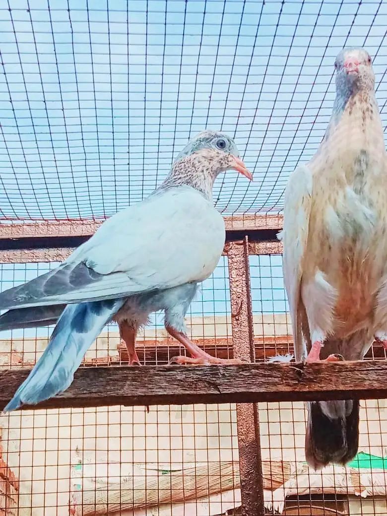 prvazi bachy for sell 03004692391