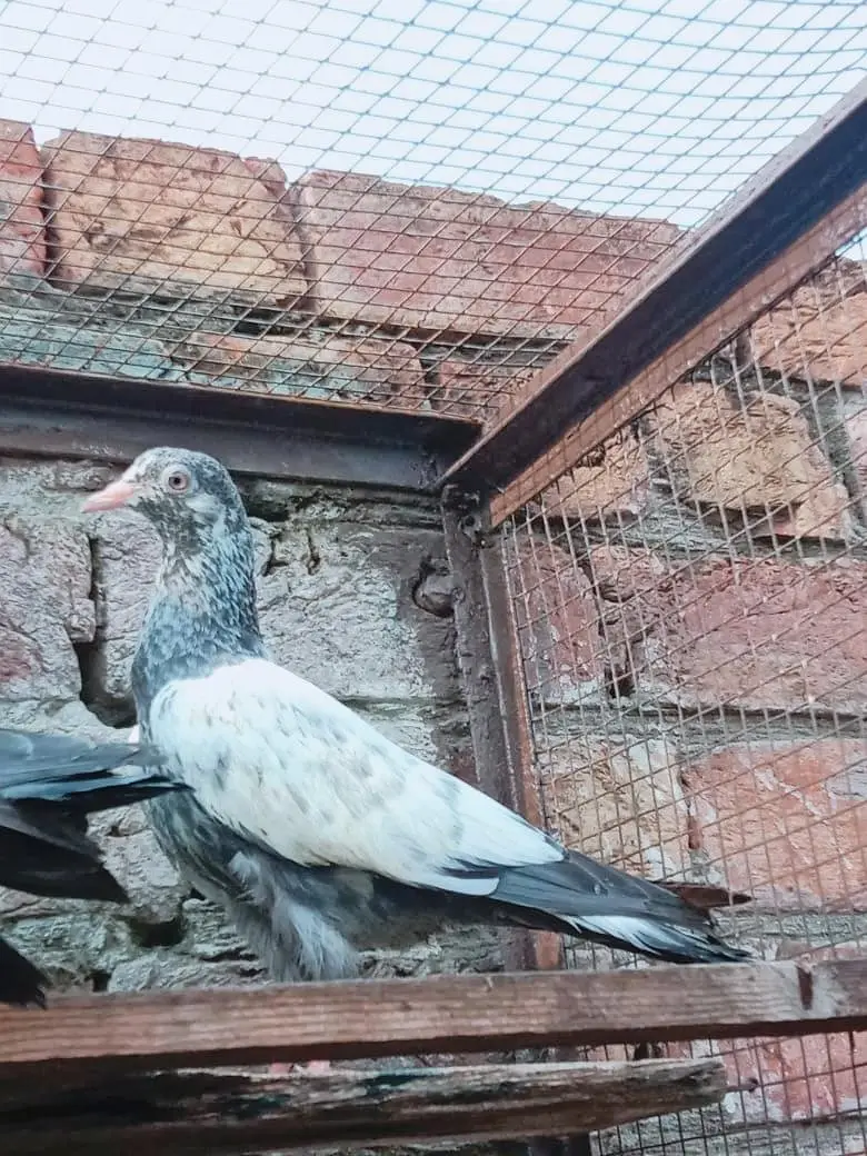 prvazi bachy for sell 03004692391 — photo 2