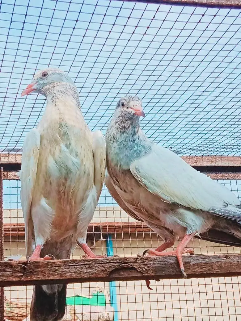 prvazi bachy for sell 03004692391 — photo 3