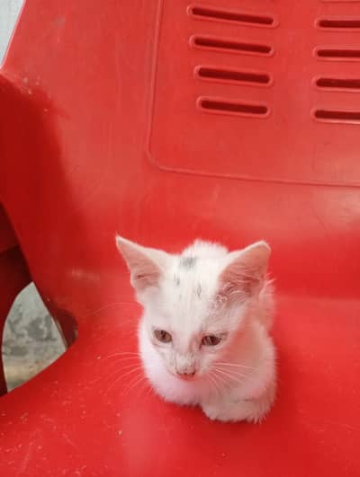Beautiful kitten looking for the shelter feel free to contact me