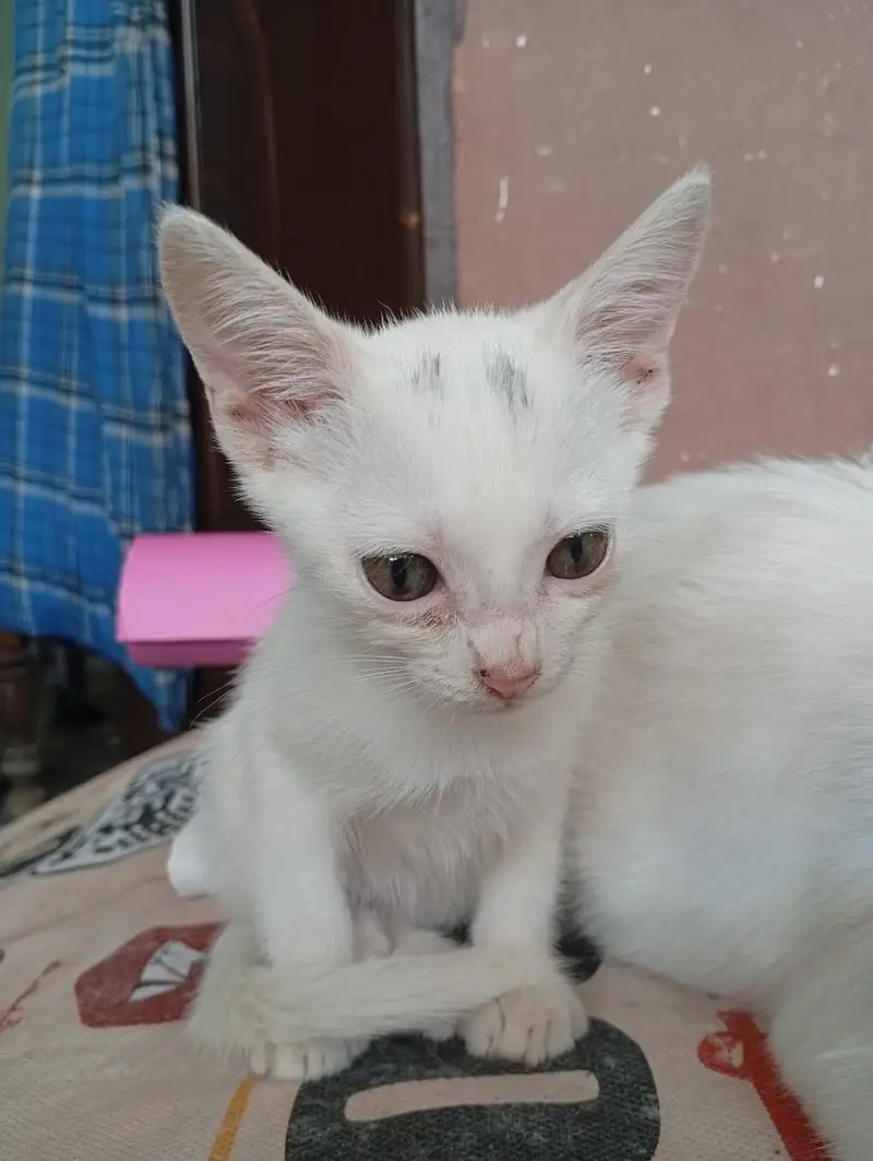 Beautiful kitten looking for the shelter feel free to contact me — photo 2