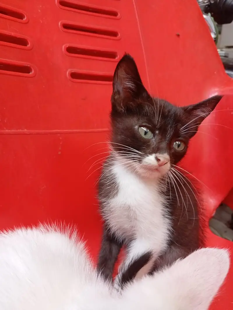 Beautiful kitten looking for the shelter feel free to contact me — photo 3