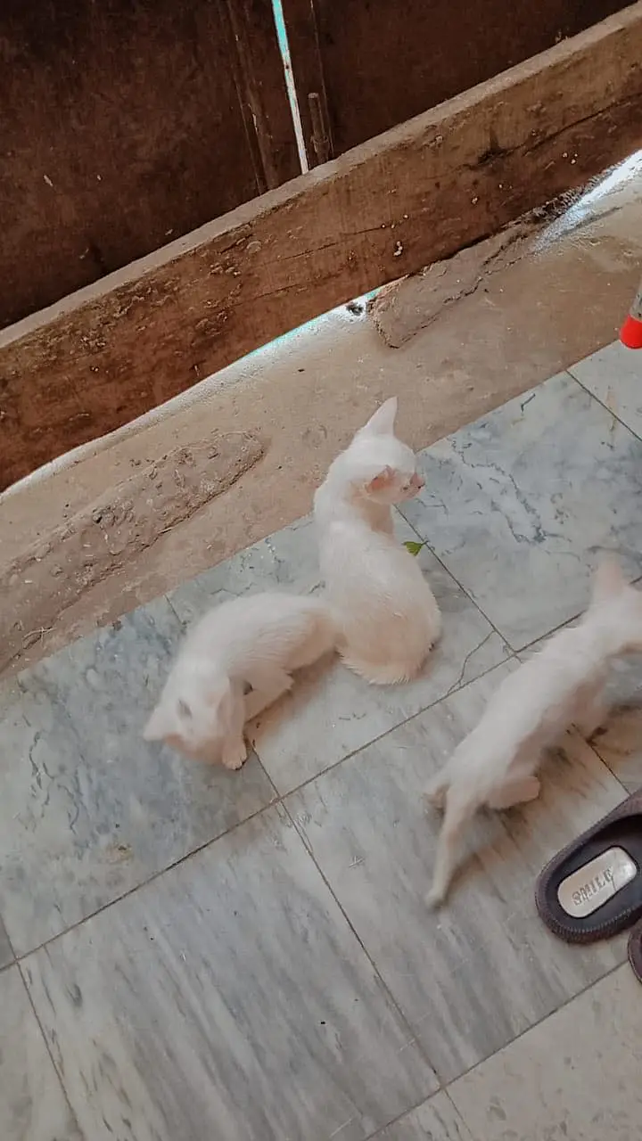 Beautiful kitten looking for the shelter feel free to contact me — photo 4
