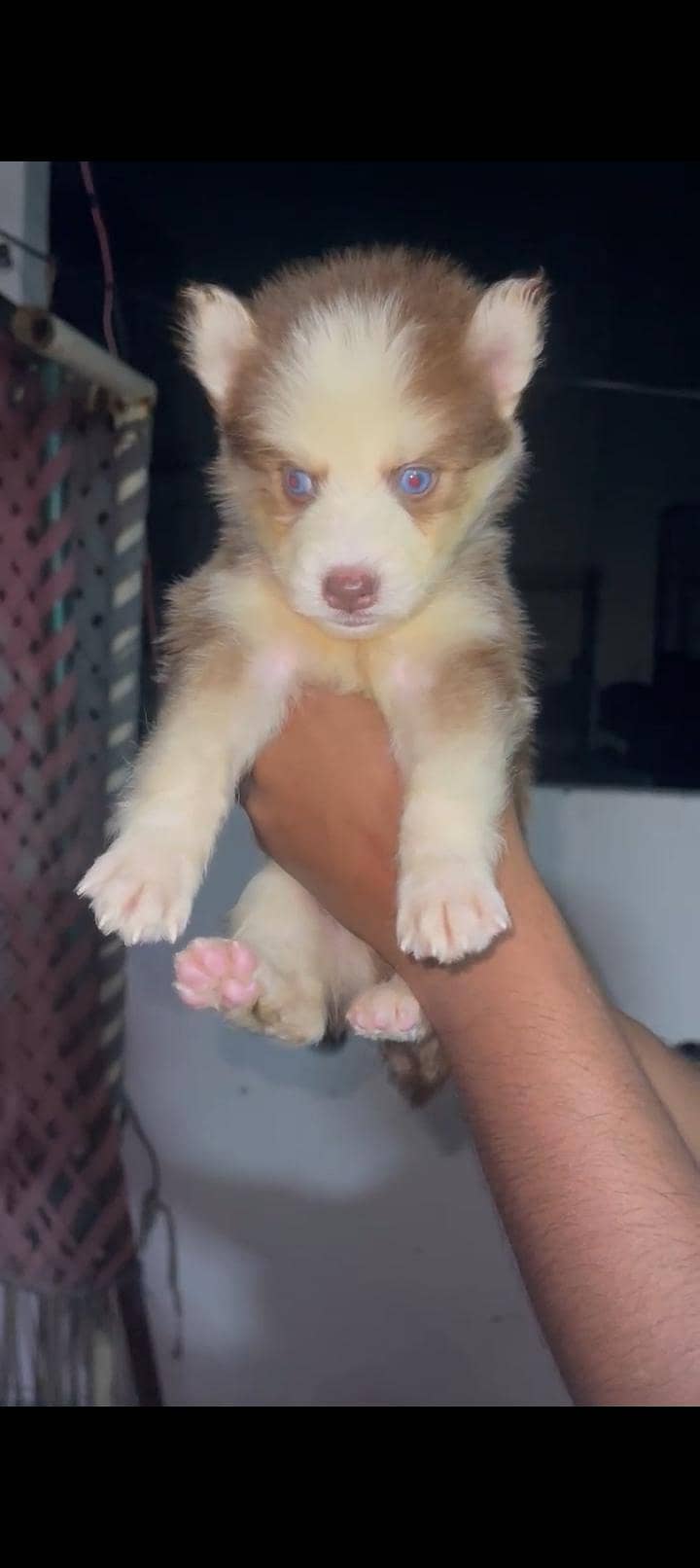 Siberian 0