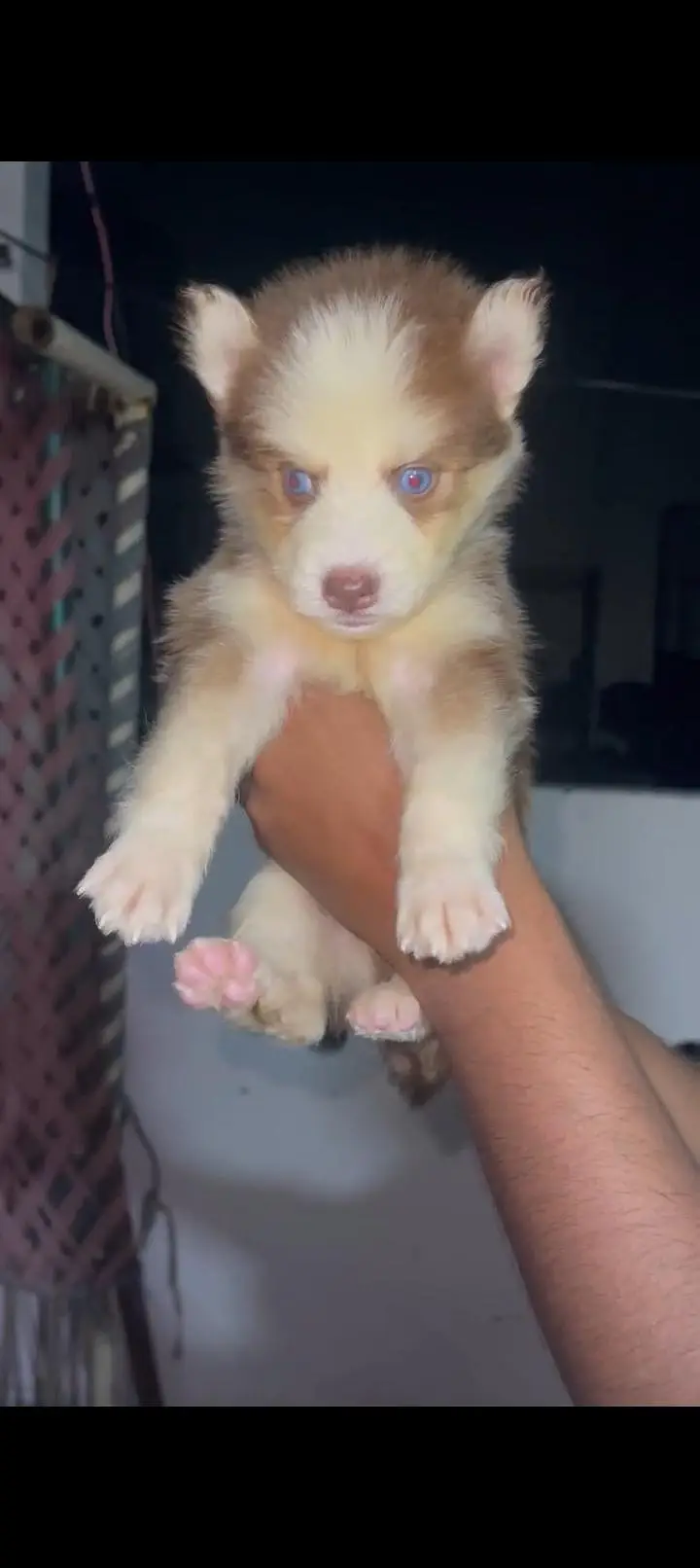Siberian