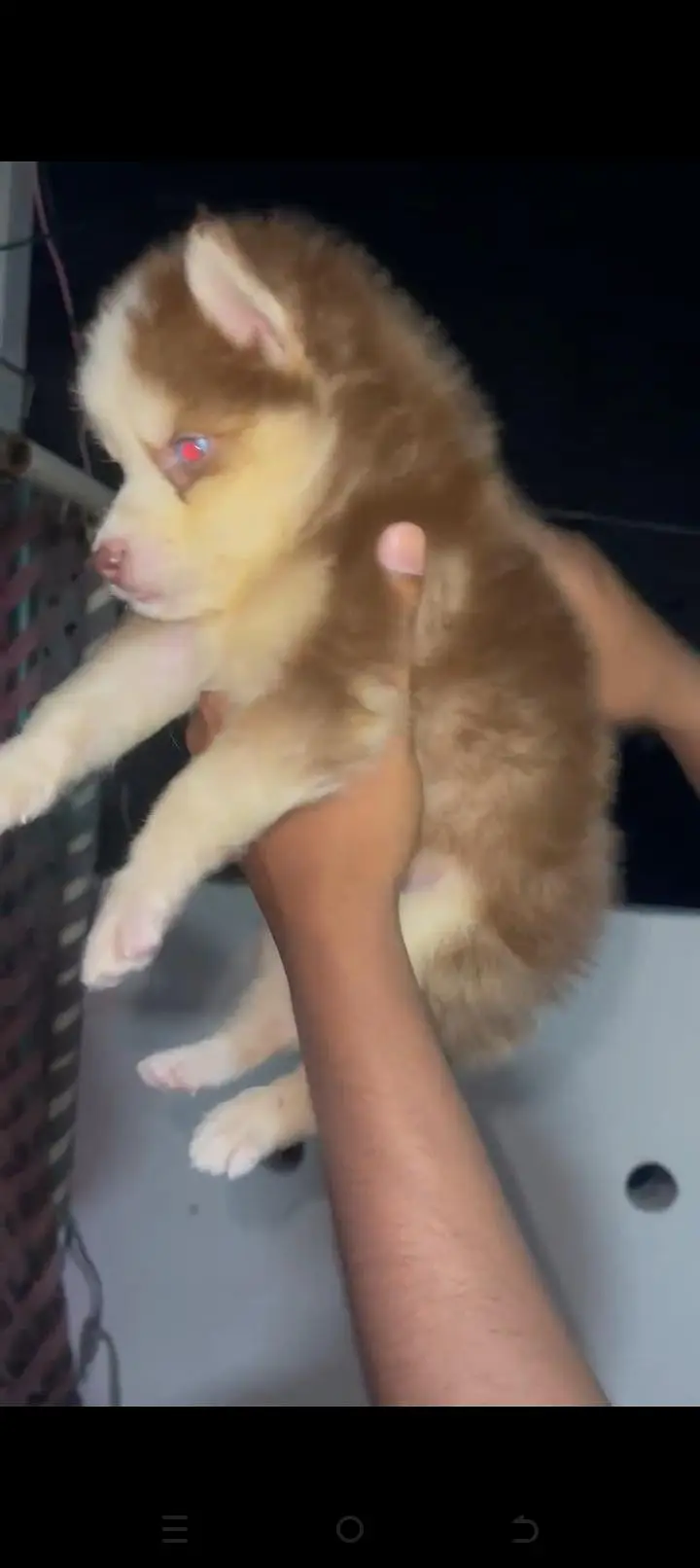 Siberian — photo 2