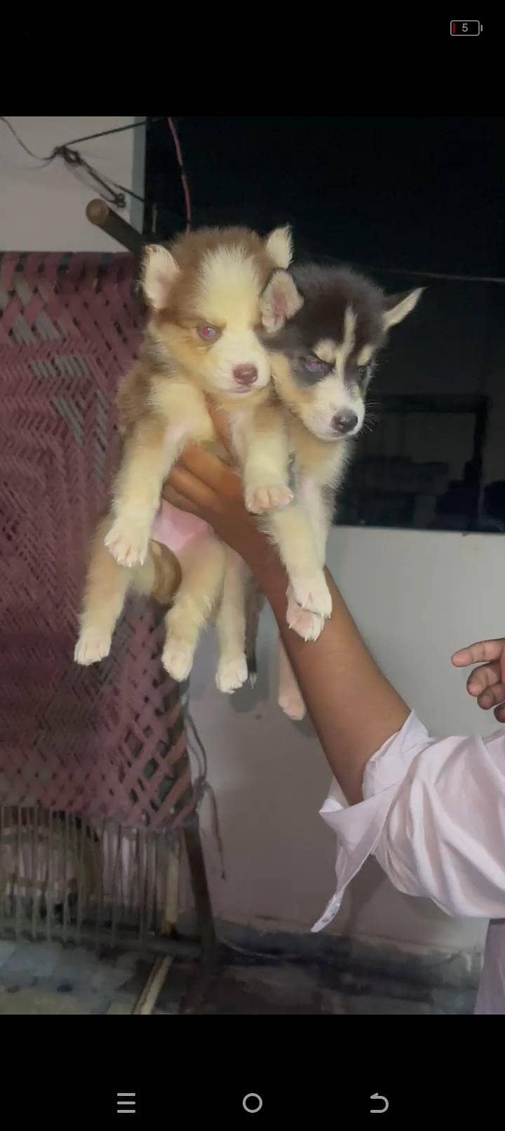 Siberian 2