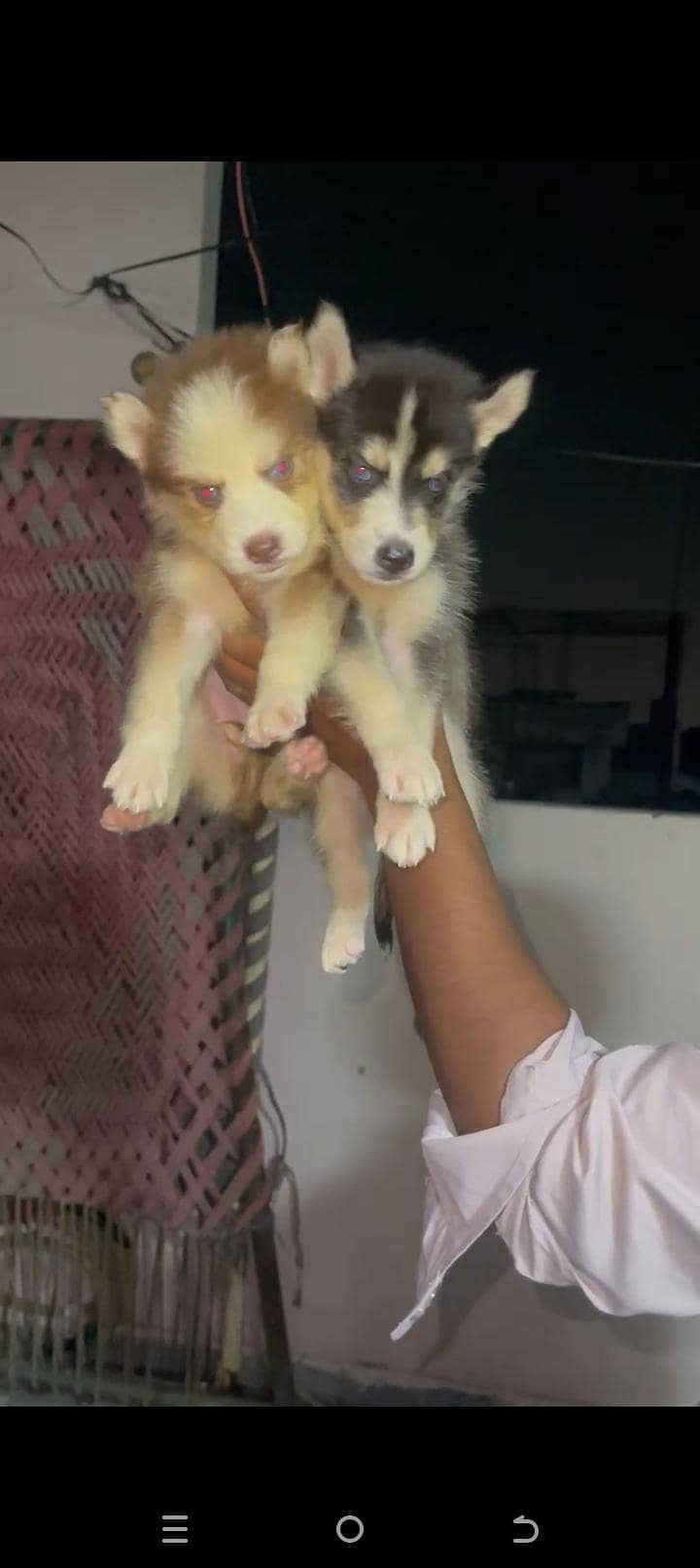 Siberian 3