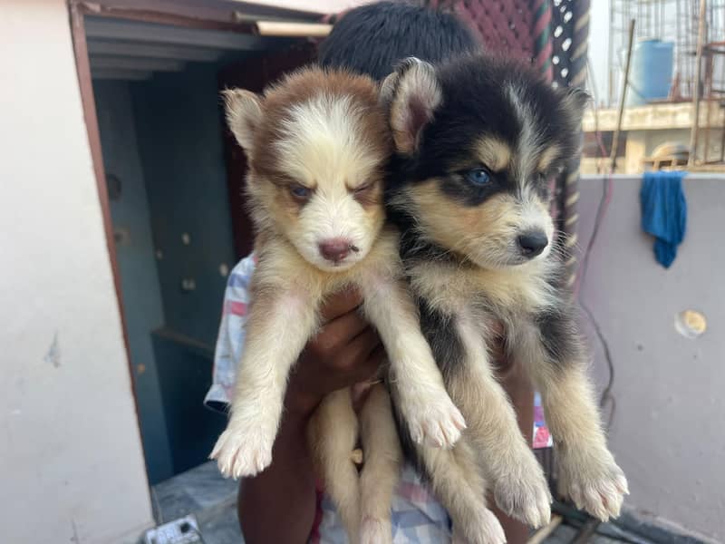 Siberian 5