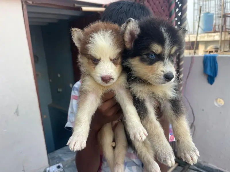Siberian — photo 6