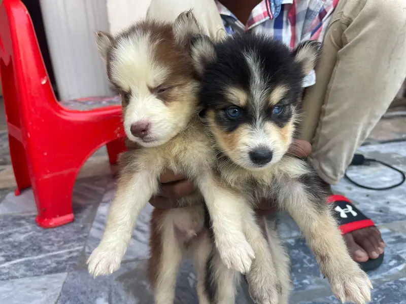 Siberian — photo 7