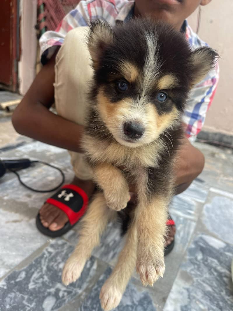 Siberian 7