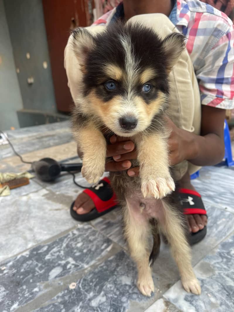 Siberian 8