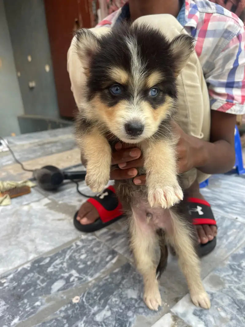 Siberian — photo 9