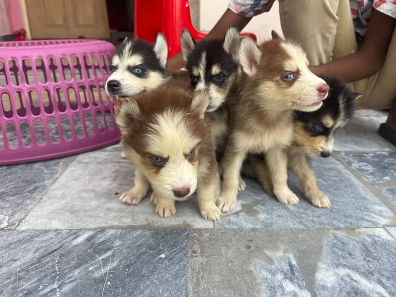 Siberian 9
