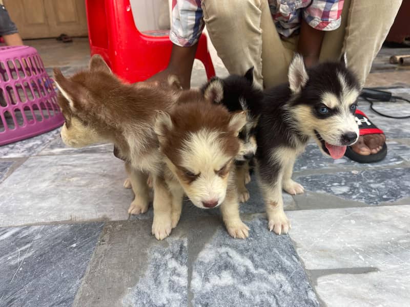 Siberian 11