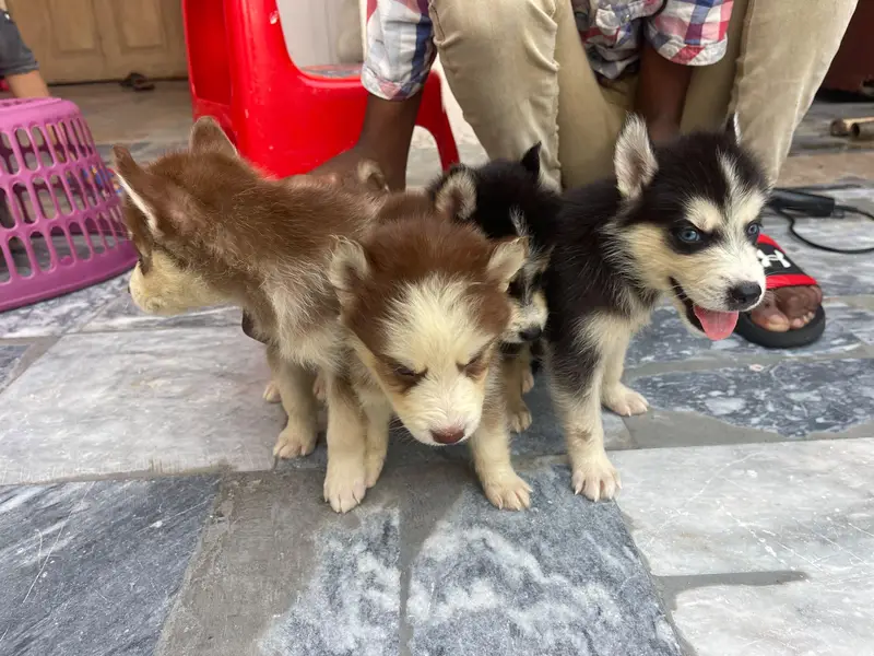 Siberian — photo 12
