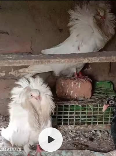 Imported Quality Fancy pigeon for sale