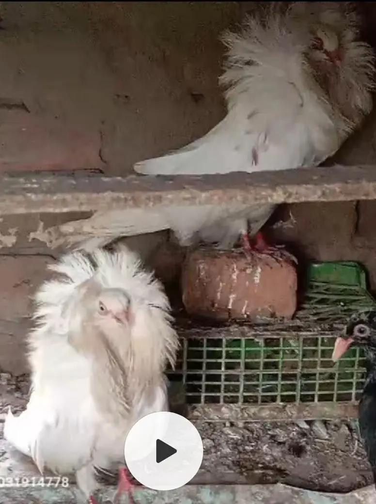 Imported Quality Fancy pigeon for sale — photo 8