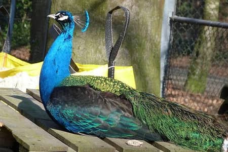 Peacocks pathe 5 month  black shoulder | blue shoulder Vaccinated