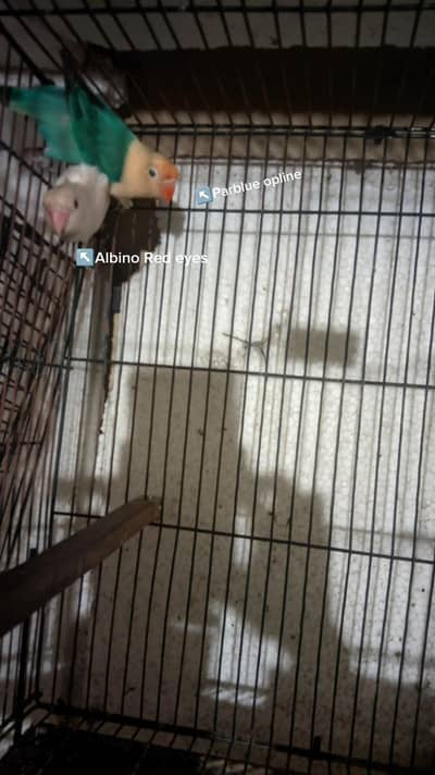 high quality Parblue opline spilt ino x Albino Red pair eyes for sale