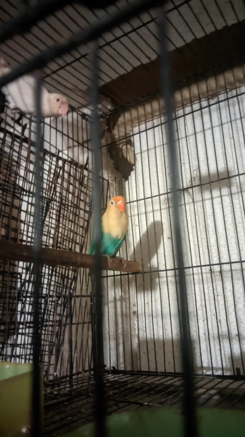 high quality Parblue opline spilt ino x Albino Red pair eyes for sale — photo 2