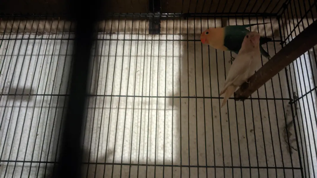 high quality Parblue opline spilt ino x Albino Red pair eyes for sale — photo 3