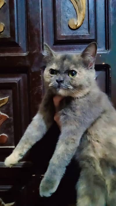 Cat for Sale on cheep price