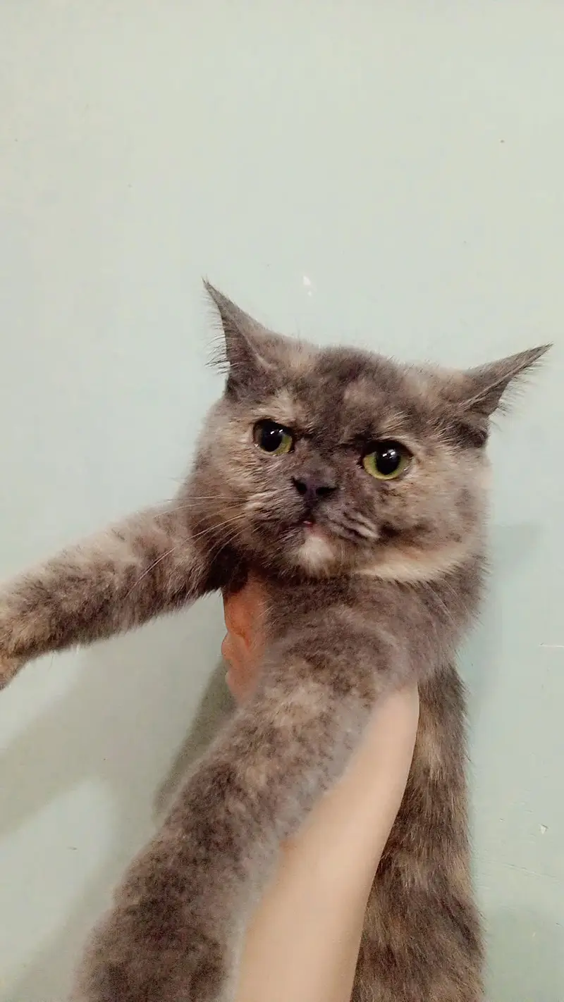 Cat for Sale on cheep price — photo 2