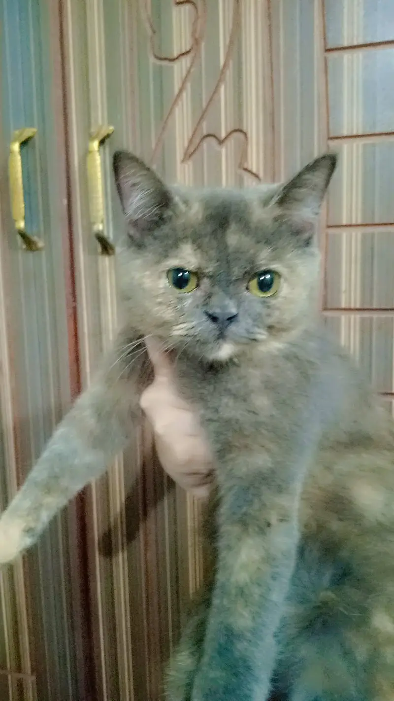 Cat for Sale on cheep price — photo 3