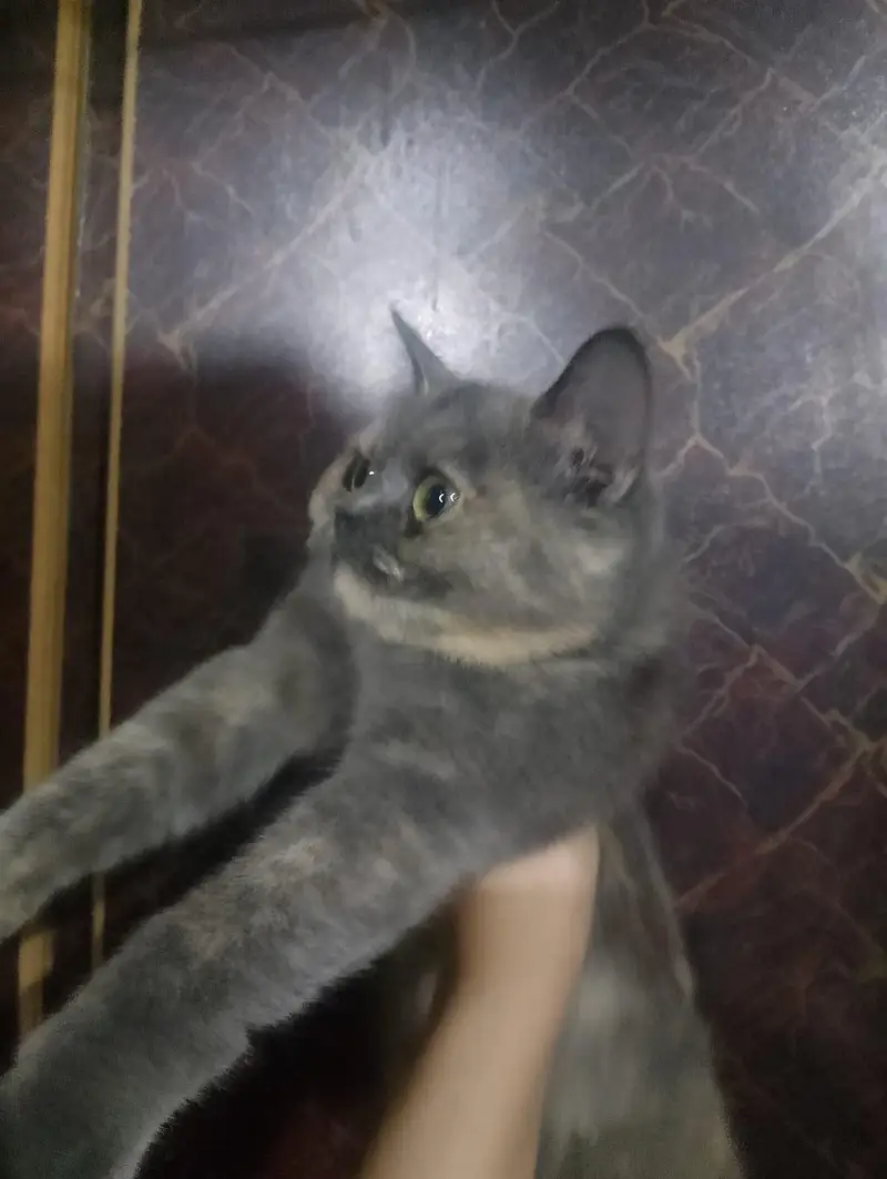 Cat for Sale on cheep price — photo 4